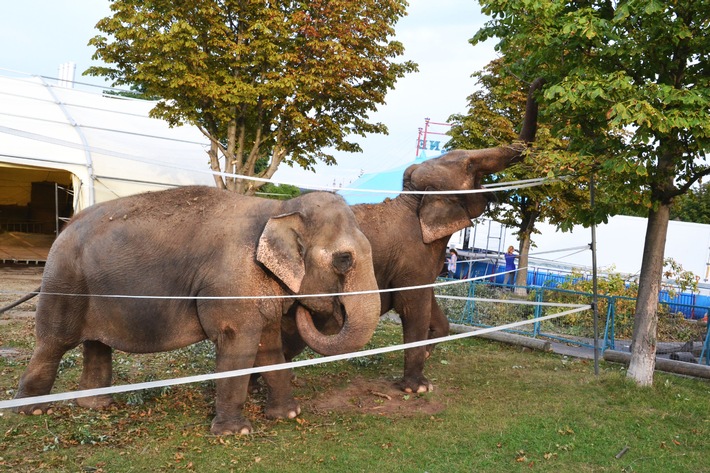 Aktionsbündnis &quot;Tiere gehören zum Circus&quot; anlässlich des Welttierschutztages: Der traditionelle Circus leistet wichtigen Beitrag zum Tier- und Naturschutz! (BILD)