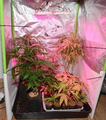 POL-WHV: Cannabisplantage in Wilhelmshaven entdeckt - Polizei beschlagnahmt 55 Pflanzen (mit Bildern)