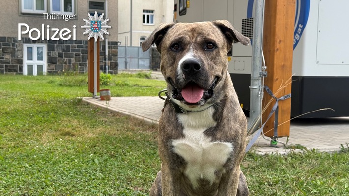 LPI-G: (G) Fundhund sucht seinen Besitzer