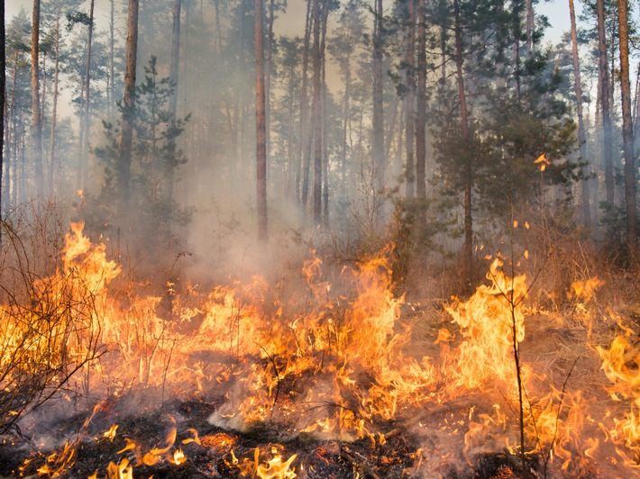 Zunehmende Waldbrandgefahr: Maßnahmen für den Wald dringend notwendig
