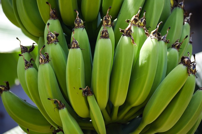 Biologische Vielfalt: Empfehlungen für Bananen- und Ananasanbau