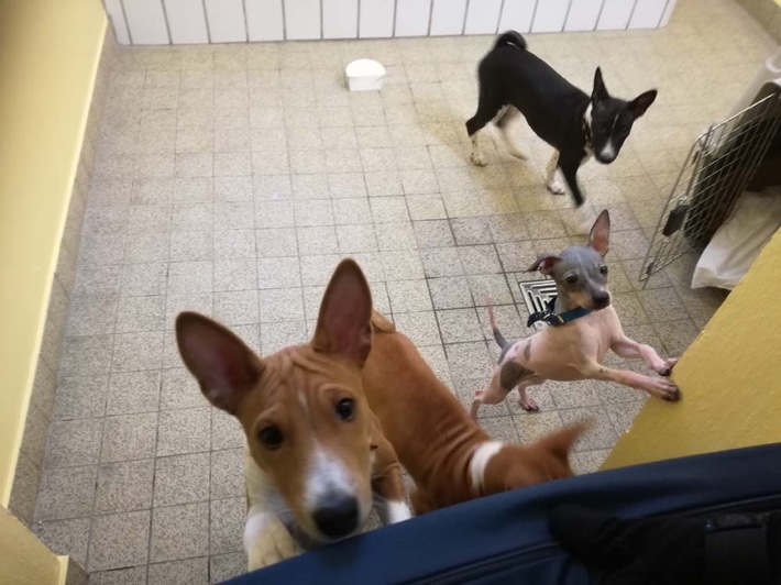 POL-WOB: Zehn Hundewelpen nach Verkehrsunfall sichergestellt