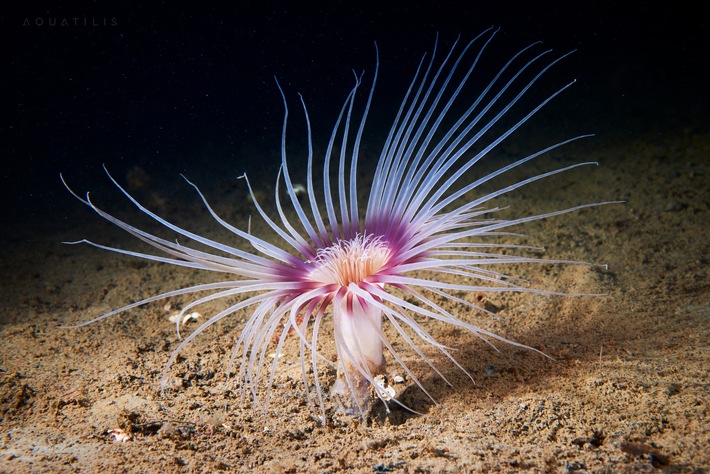 Millionenförderung für Meeresschutz / DBU startet Vorhaben - Neue Ära für Nord- und Ostsee