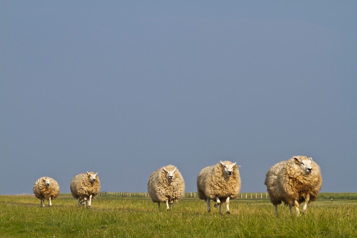 Kulinarik am Wattenmeer