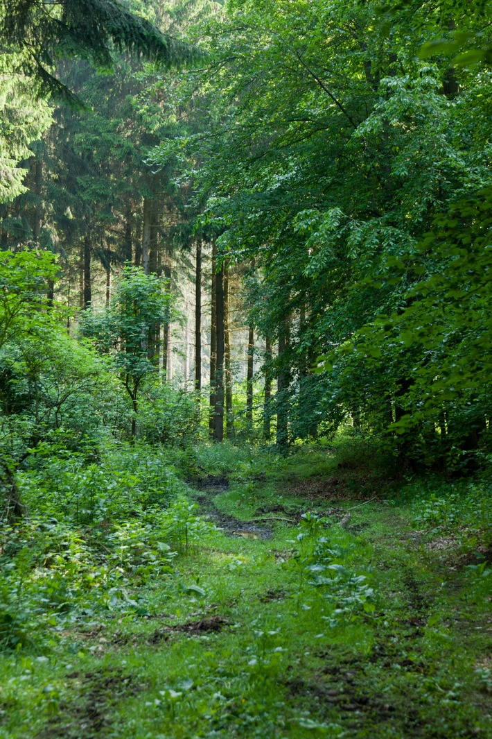 Verabschiedet sich Hessen von der verantwortungsvollen Waldwirtschaft?