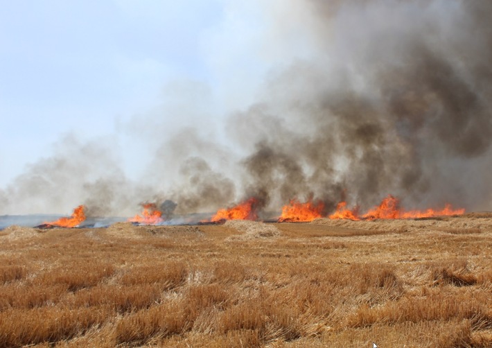 POL-PDKL: Brand eines Getreidefeldes