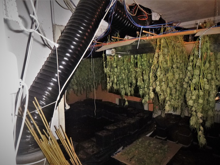 POL-BOR: Isselburg - Cannabisplantage aufgeflogen / Tatverdächtiger festgenommen