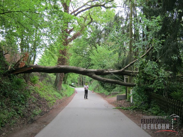 FW-MK: Umgestürzter Baum