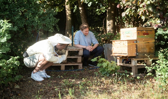 Bienen zählen mit KI – Wie hängen Populationsgröße und Umwelteinflüsse zusammen?