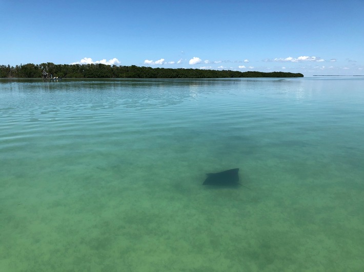 Hereon-Pressemitteilung: Seegras keine Patentlösung gegen Klimawandel