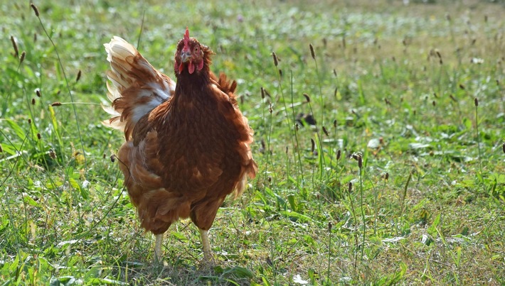 Medienmitteilung: Tierwohl gefährdet: Tierärzteschaft warnt vor Medikamentenmangel bei Hühnern
