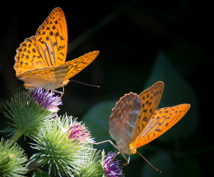 Ambulante Pflege muss finanzierbar bleiben