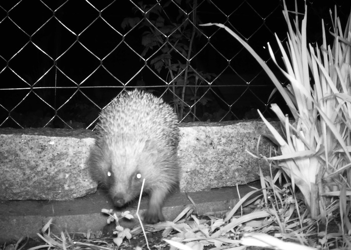 Bahn frei für den Igel