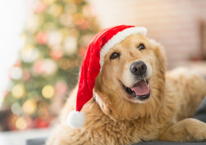 Weihnachtliche Geschenketipps für Hunde