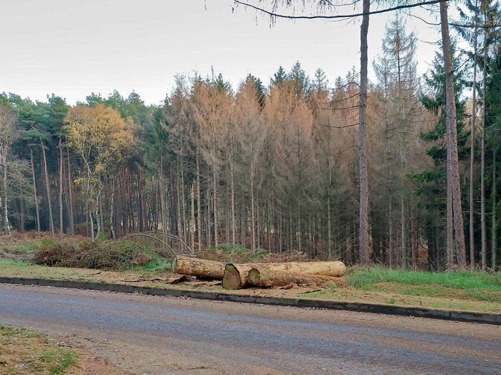 DBU: Ehemaliger Truppenübungsplatz Haltern-Lavesum: Bundesforst fällt vom Borkenkäfer befallenes Holz