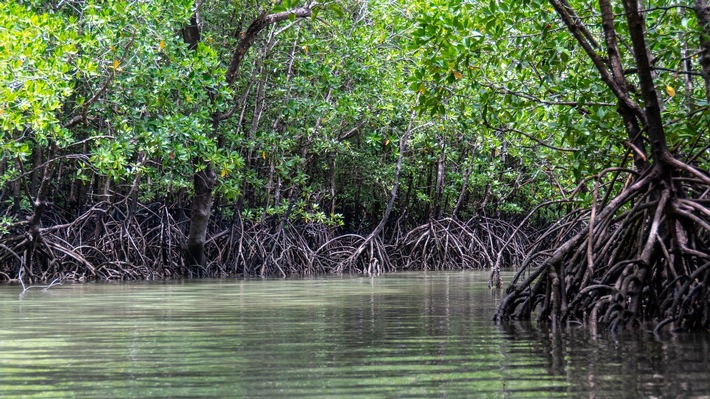 Multitalent Mangrove: GNF mit Projekten für Biodiversitäts- und Klimaschutz