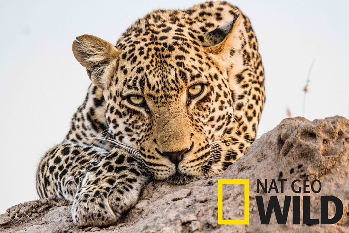 Fox Networks Group baut Verbreitung des Nature &amp; Wildlifesenders Nat Geo Wild in Deutschland weiter aus