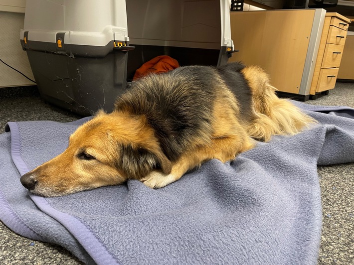 POL-STH: Fundhund bei Rettungsdiensteinsatz zugelaufen