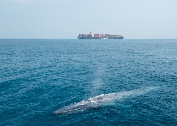 Zum Schutz von Blauwalen verlegt weltgrößte Reederei MSC Route vor Sri Lanka