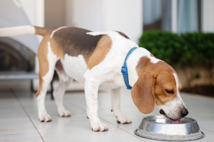 Wenn der Hund plötzlich ständig Durst hat: Diabetes erkennen und behandeln