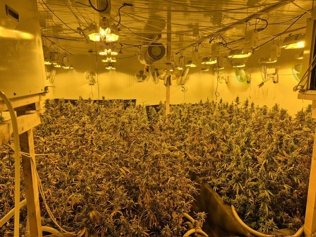 POL-BOR: Gronau - Illegal Marihuana angebaut