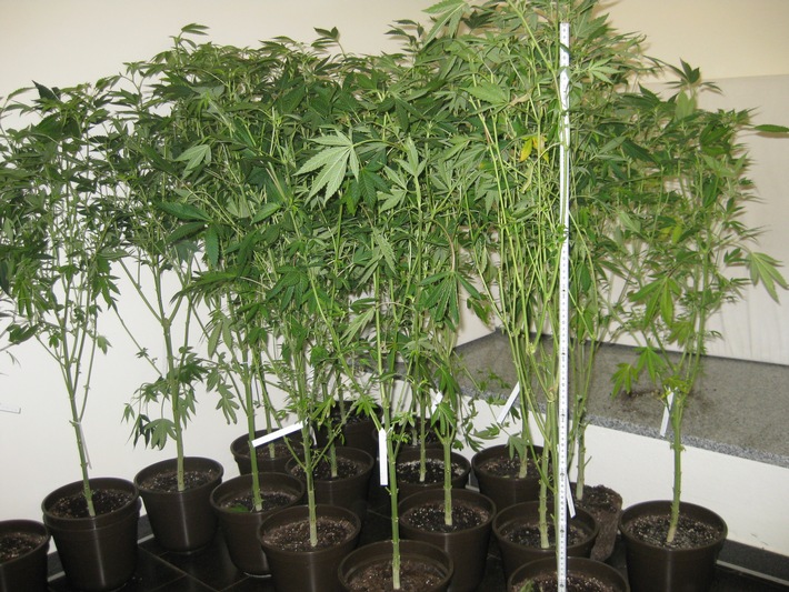 POL-HI: Erfolg bei Verkehrskontrolle: Fahrzeuginsassen unter Drogeneinfluss / Polizei entdeckt Cannabis-Indoor-Plantage