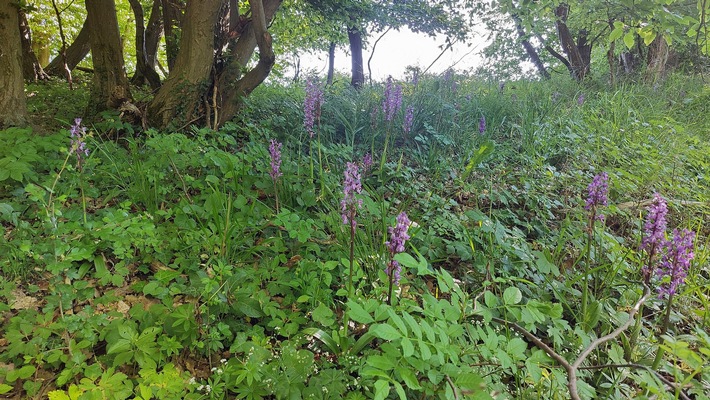 Forschende plädieren für Stärkung des Natura-2000-Netzwerks durch biokulturellen Ansatz