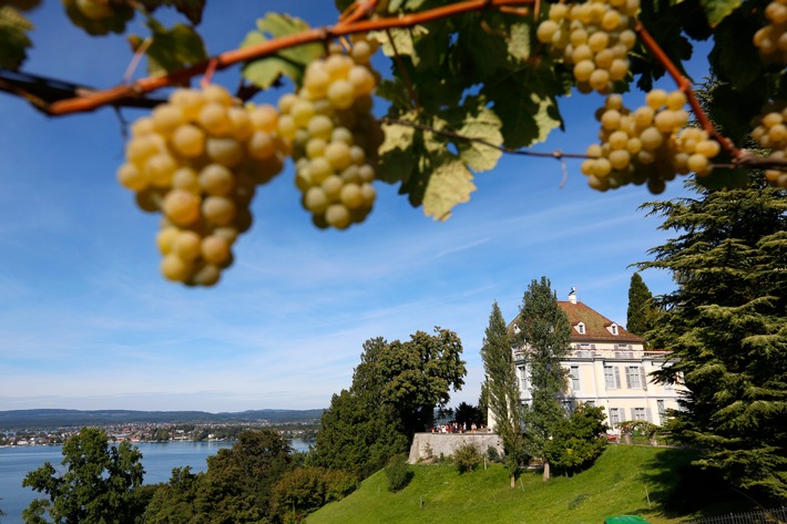 Bodensee - Arenenberg - 100 Jahre Müller-Thurgau-Schmuggel / Weiterer Text über ots und www.presseportal.de/nr/177427 / Die Verwendung dieses Bildes für redaktionelle Zwecke ist unter Beachtung aller mitgeteilten Nutzungsbedingungen zulässig und dann auch honorarfrei. Veröffentlichung ausschließlich mit Bildrechte-Hinweis.