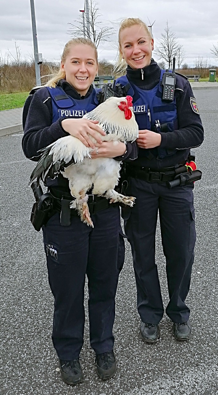 POL-PDNW: Polizeiautobahnstation - Huhn auf dem &quot;Hahnen&quot; kontrolliert