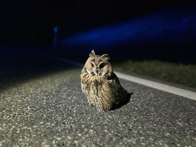 POL-PIAZ: Die Polizei, dein Freund und tierischer Helfer