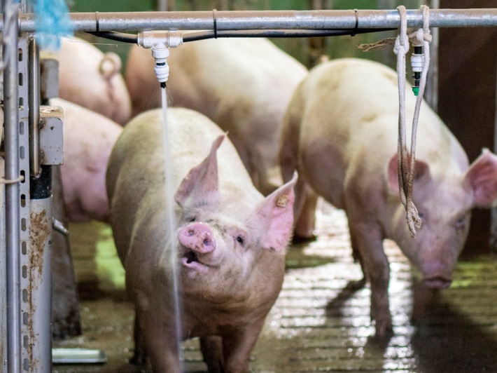Der Schweinebuzzer aus Niedersachsen: Duschen per Knopfdruck