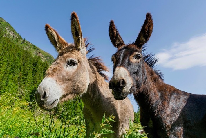 Communiqué de presse: Ânes, mules et bardots – adaptations spécifiques à l&#039;espèce demandées dans l&#039;ordonnance sur la protection des animaux