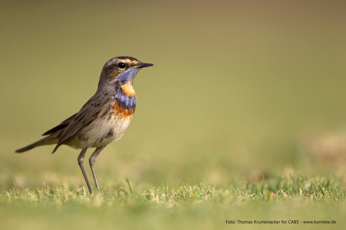 Lebende Blaukehlchen, Vogelfallen und Tier-Trophäen beschlagnahmt - Polizei geht gegen Artenschutzkriminalität im Landkreis Schaumburg vor