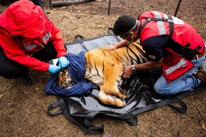 Brisante Tigerrettung endet erfolgreich