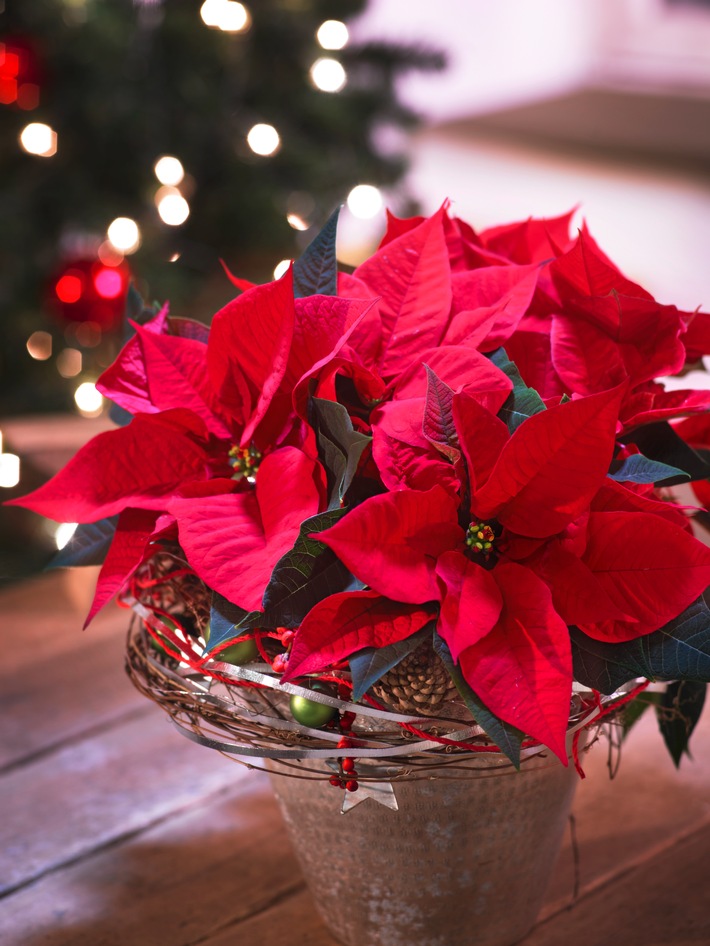 Ehrentag für einen Star / Der "Poinsettia Day" 2014 lädt zu märchenhaften Gefühlsmomenten mitten in der Adventszeit ein (FOTO)