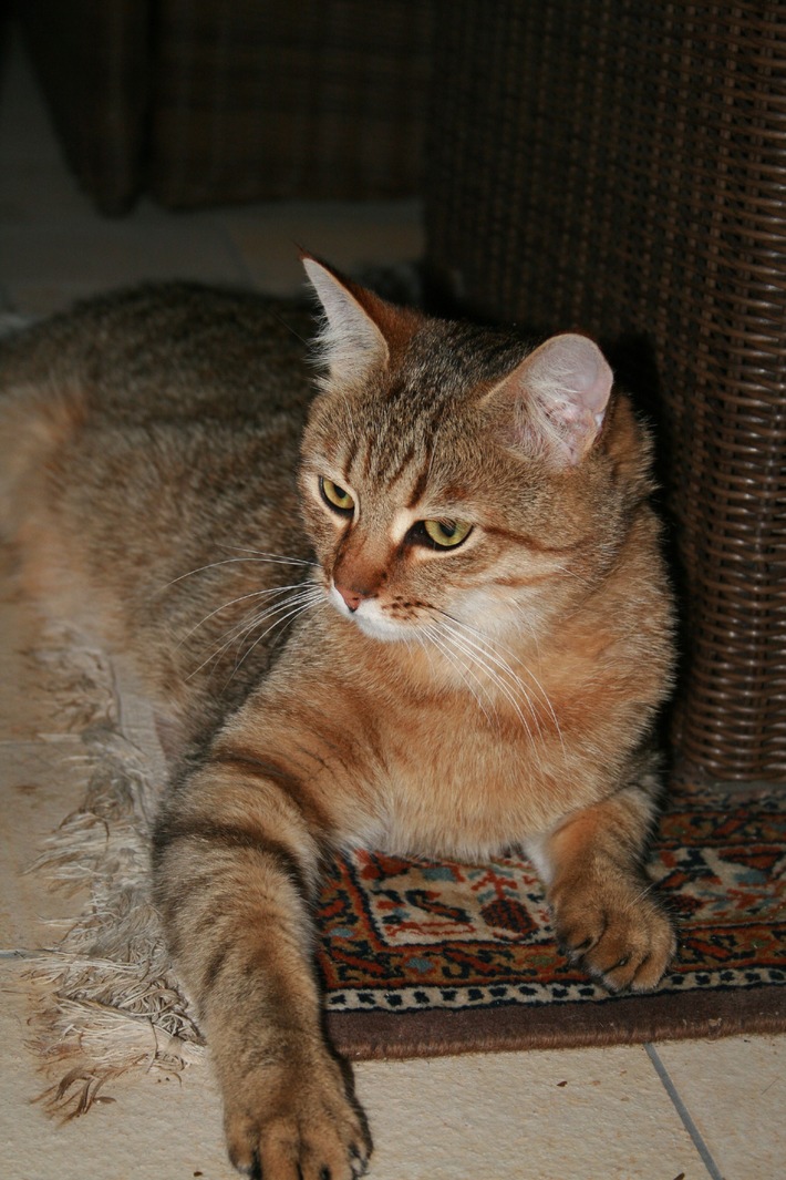 Heute ist Weltkatzentag: VIER PFOTEN ruft zur Kastration von Hauskatzen auf (BILD)