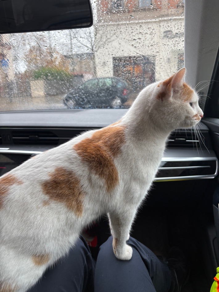 POL-PDLD: Katze auf Erkundungstour