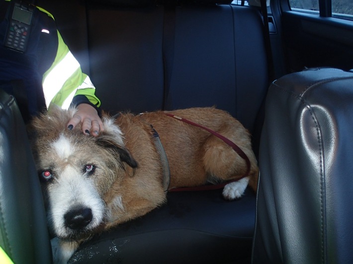 POL-VDMZ: Unfall auf der Autobahn A61 mit freilaufendem Hund