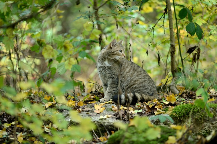 ++ Wildkatze gewinnt Lebensräume zurück – Neue Nachweise der gefährdeten Art in mehreren Bundesländern ++