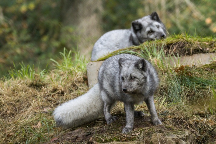 Polarfüchse – Pelziger Neuzugang im Wildparadies Tripsdrill