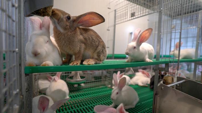 Kaufland baut bundesweit einmaliges Projekt für tierwohlgerechte Kaninchenhaltung aus