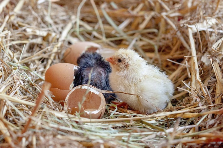 Allerlei rund ums Ei: Seit 10 Jahren Publikumsliebling