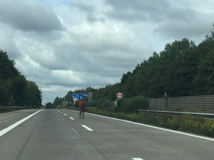 POL-HK: Bomlitz: 1,77 Promille; Soltau: Fahrradfahrer schwer verletzt; Dorfmark / A 7: Galoppstrecke Autobahn