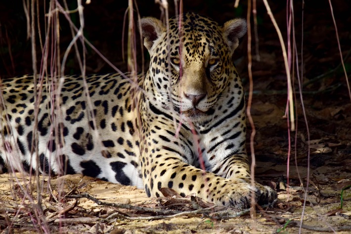 3sat zeigt zweiteilige Doku &quot;Wildes Pantanal&quot;