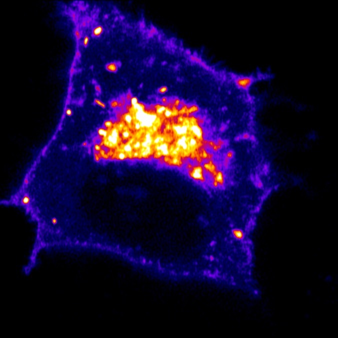 Inceptor reguliert Insulinhaushalt: Neuer Ansatz für Diabetes-Therapien