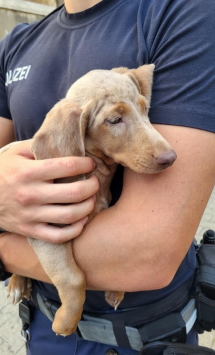Bundespolizeidirektion München: Hundewelpen an dubiosem Ort zum Verkauf / Bundespolizei nimmt mutmaßlichen Betrüger vorläufig fest