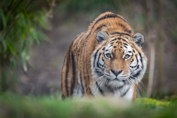 Zoos wollen keine Museen für ausgestorbene Tiere werden / Verband der Zoologischen Gärten (VdZ) zur UN-Biodiversitätskonferenz in Kolumbien