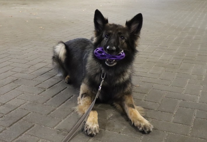 HZA-HB: Zollhund Nanny hatte den richtigen Riecher / Zugreisender hatte ein halbes Kilo Marihuana und andere Drogen dabei