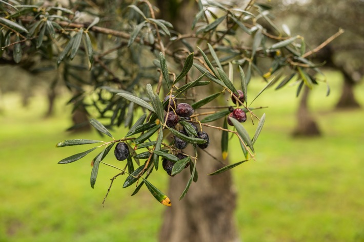 Olivenöl: Wie entsteht das flüssige Gold?
