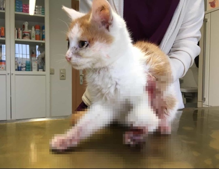 LPI-NDH: Katze in Falle geraten, Pfote musste amputiert werden